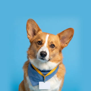 Biscuit the corgi in a blue bandana and mustard lanyard